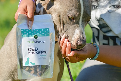 cbd dog chews